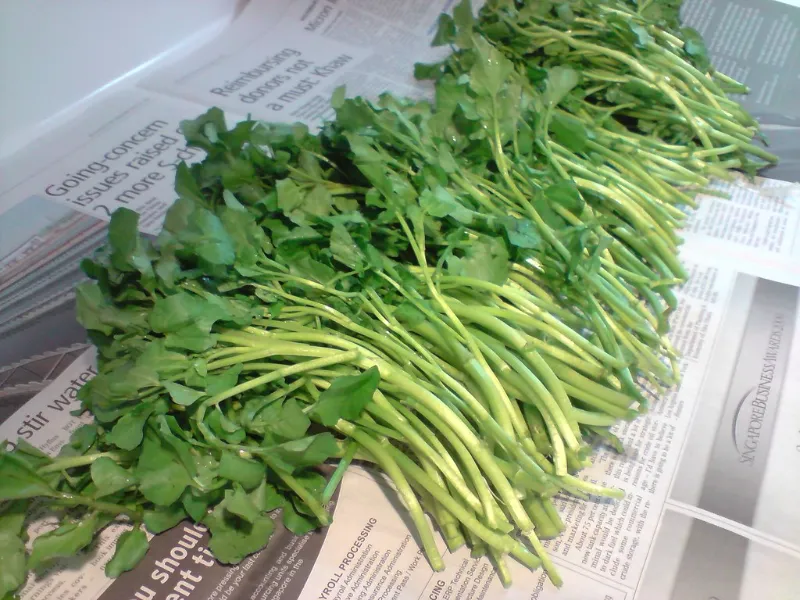 watercress in chinese