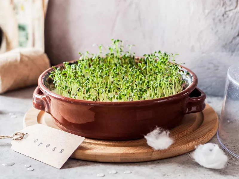 watercress in chinese