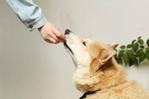 A Guide to Canine Superfoods